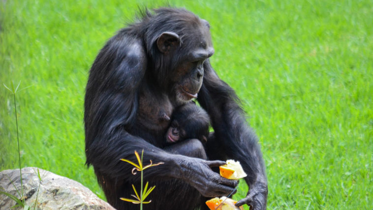 chimpance con cria comiendo helado BIOPARC Valencia 1