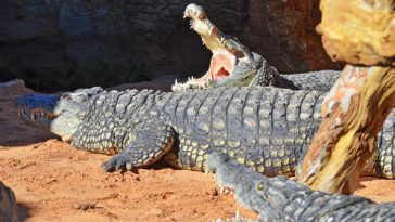 Новыми жителями Биопарка Валенсии становятся три нильских крокодила