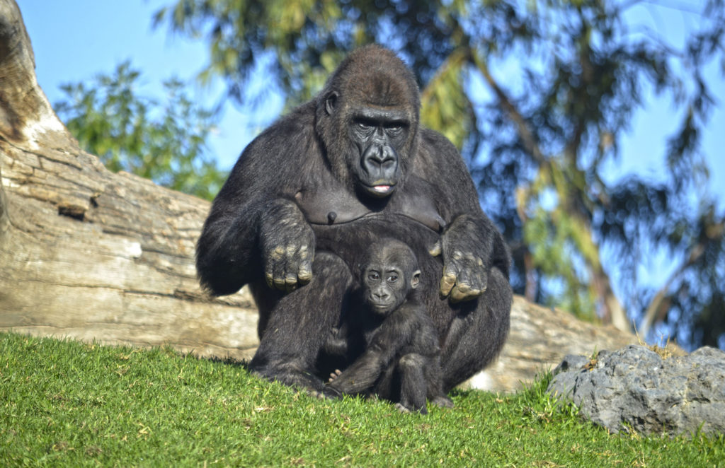 BIOPARC Valencia Once anos dejando hue lla La gorila Fossey y su bebé Pepe