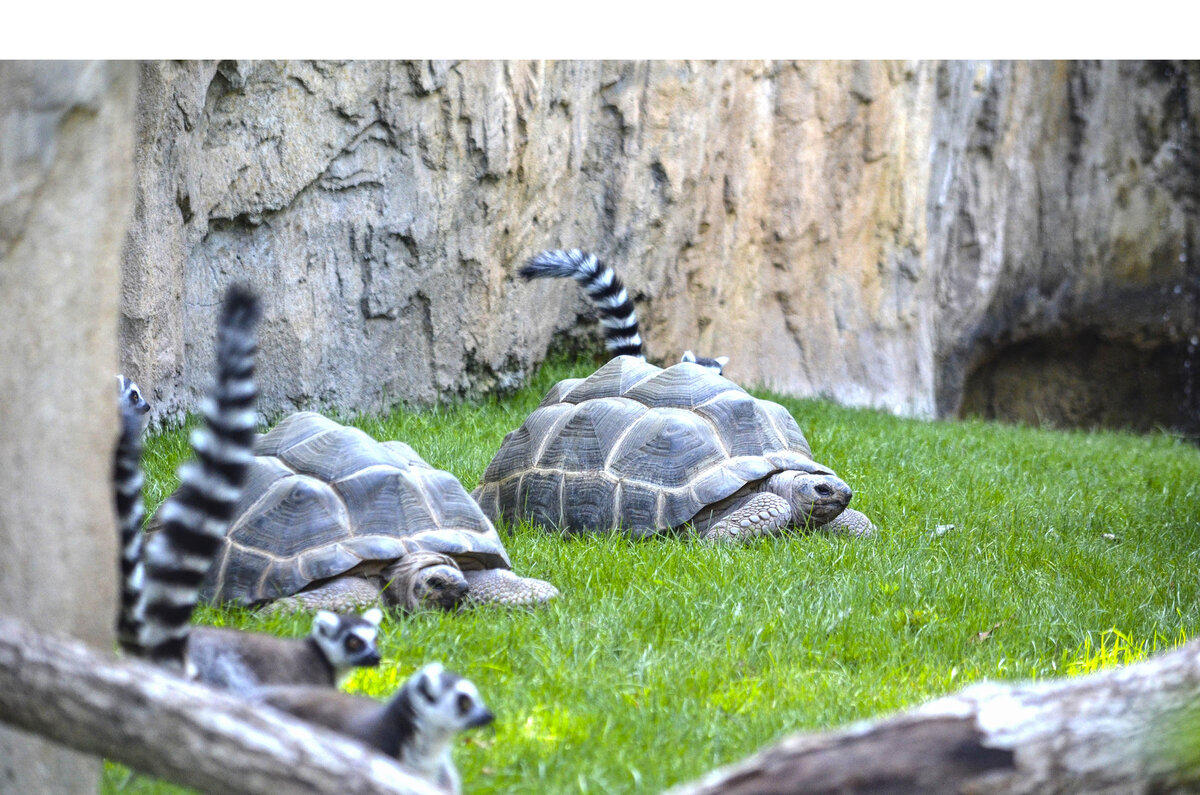 Tortugas de Aldabra BIOPARC Valencia 2019 2