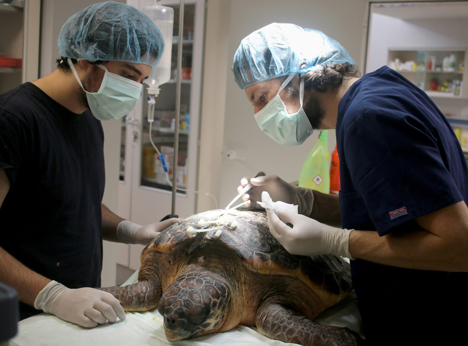 operando a la tortuga marina herida nu mero 408