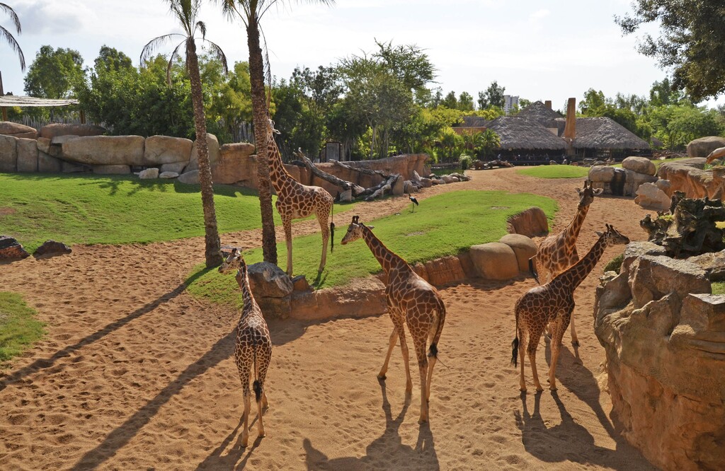 AGOSTO 2017 JIRAFAS EN LA SABANA AFRICANA DE BIOPARC VALENCIA 1024