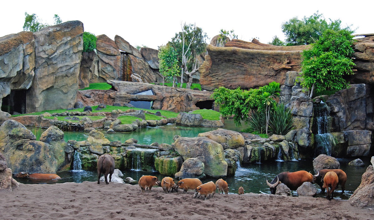 PAGINA 119 BIOPARC VALENCIA BAI BOSQUE ECUATORIAL